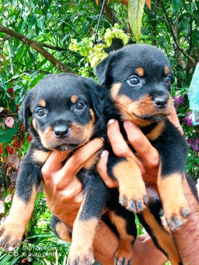 Rottweiler Puppies For Sale