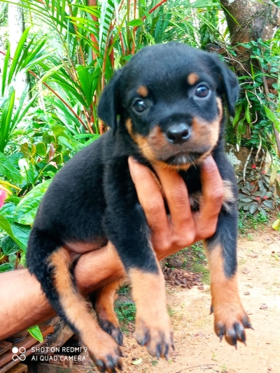 Rottweiler Puppies For Sale